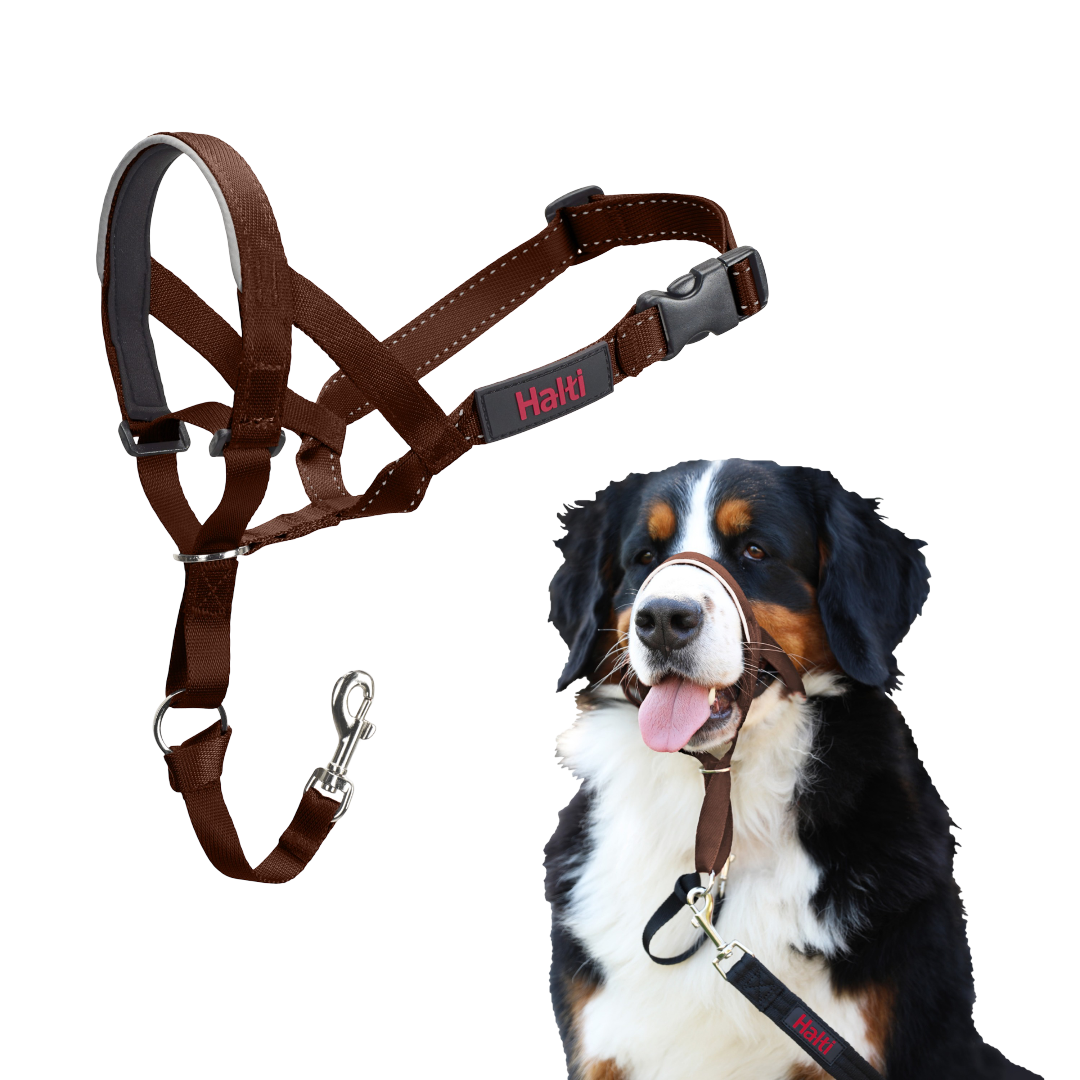 Headcollar Gentle Leader Leash Dog Leash Dog Halti Head Collar