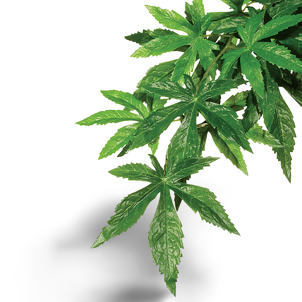 Exo Terra Forest Plant Abutilon for Terrariums